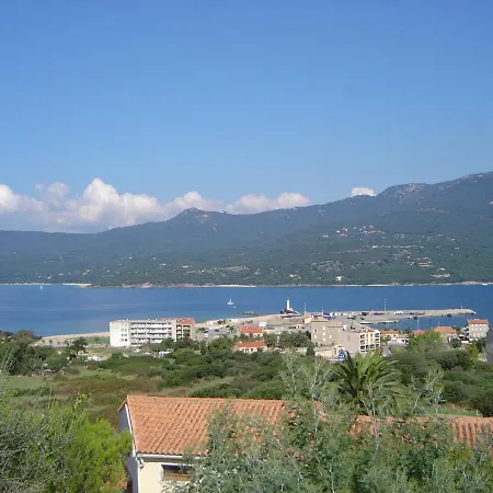 Mimosa * Propriano (Corsica)